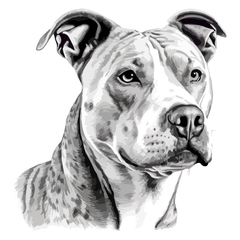 Jack the pit bull