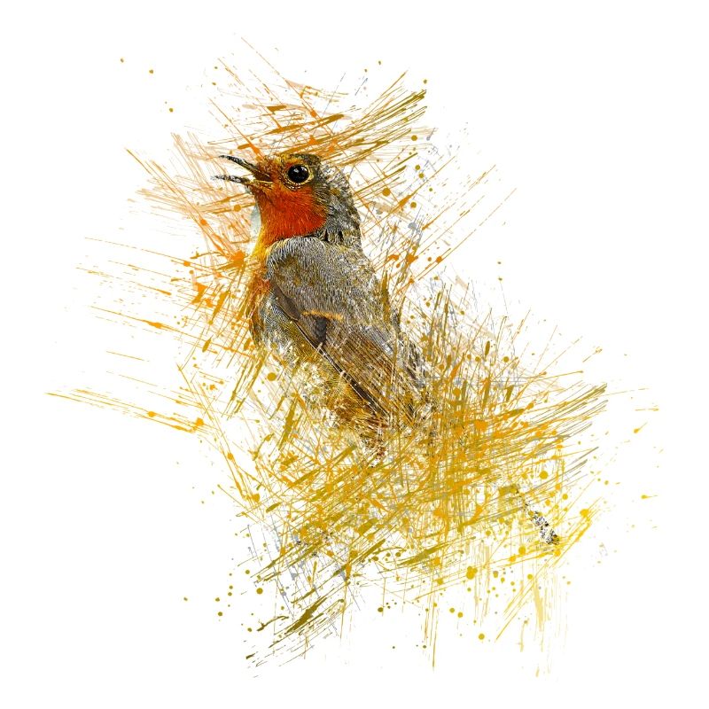 uccello