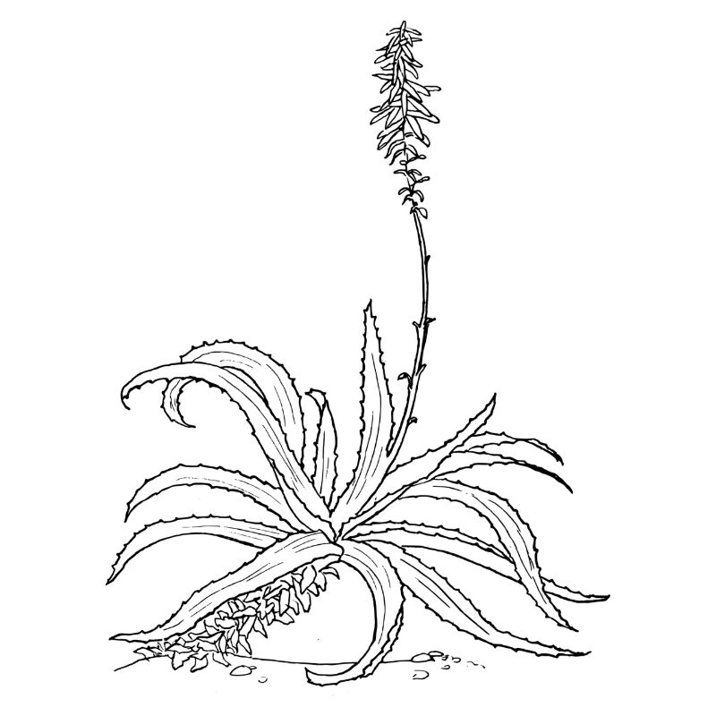 herbes thym romarin persil origan aneth