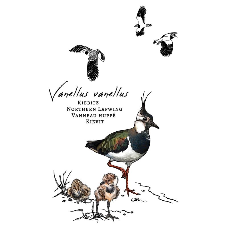 Lapwing