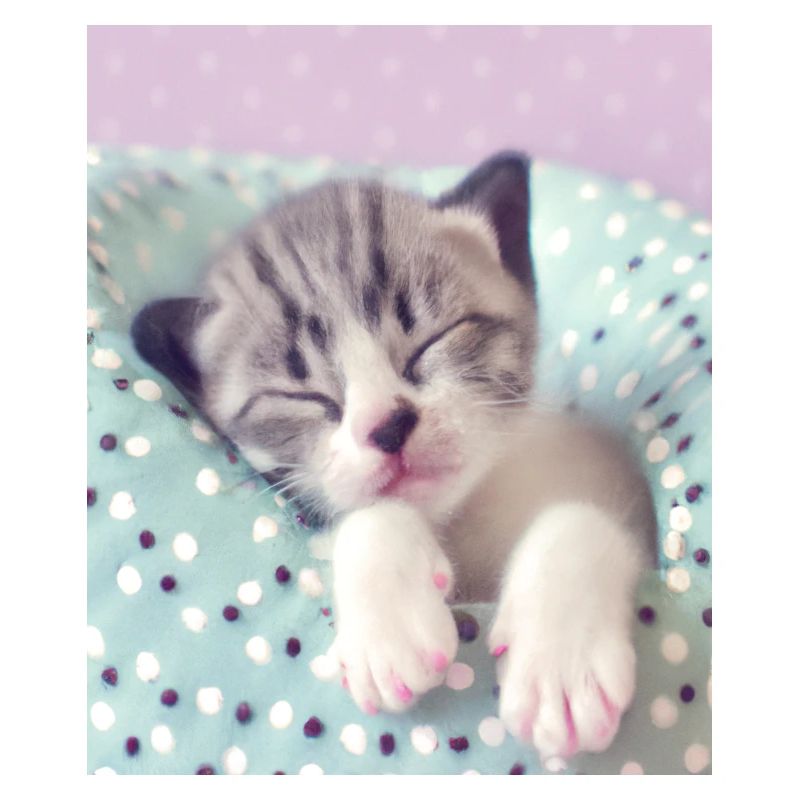 Mignon bébé chaton