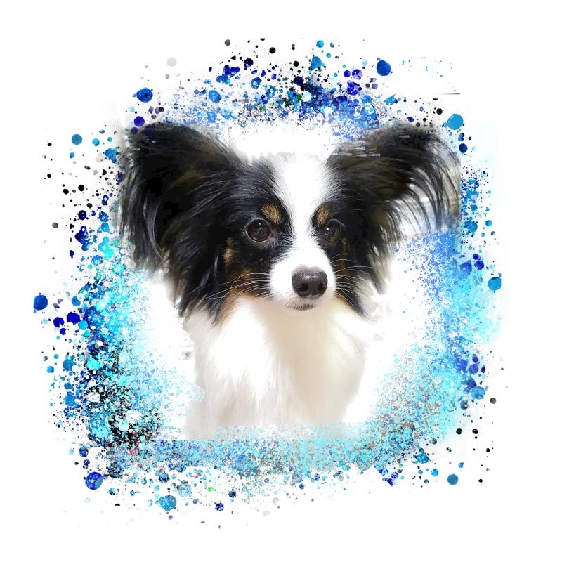 papillon,dog,spitz,zwergspitz,pompom