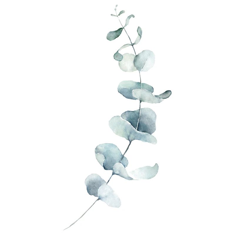 eucalyptus