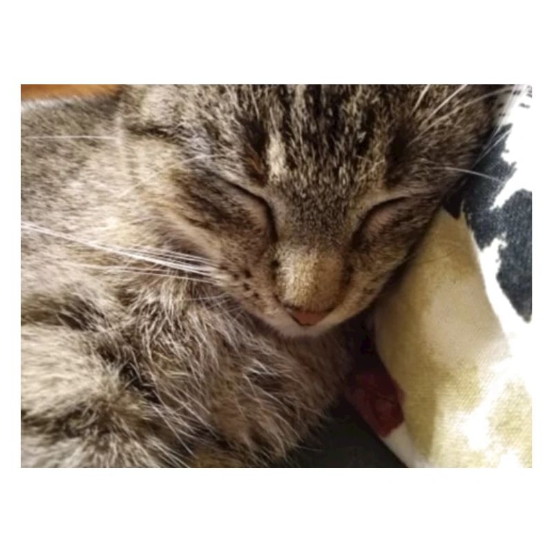 katzen, kätzchen,