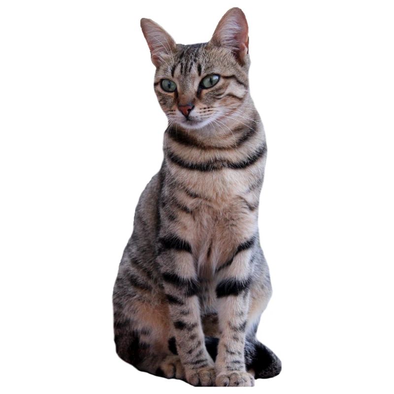 chat chats chaton doux cadeau de Noël