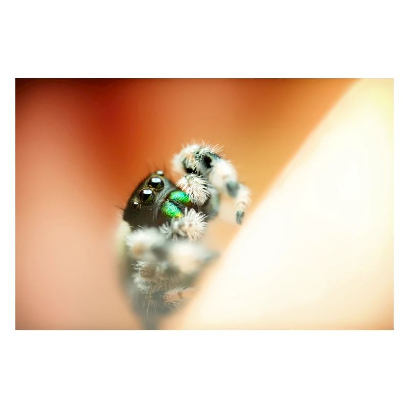 Springspinne, Phidippus regius,jumping spider