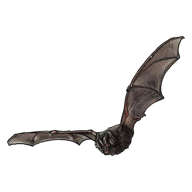 Mopsfledermaus einzeln