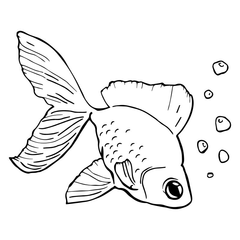 goldfish