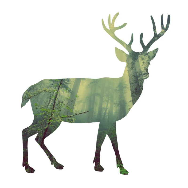 Hirsch