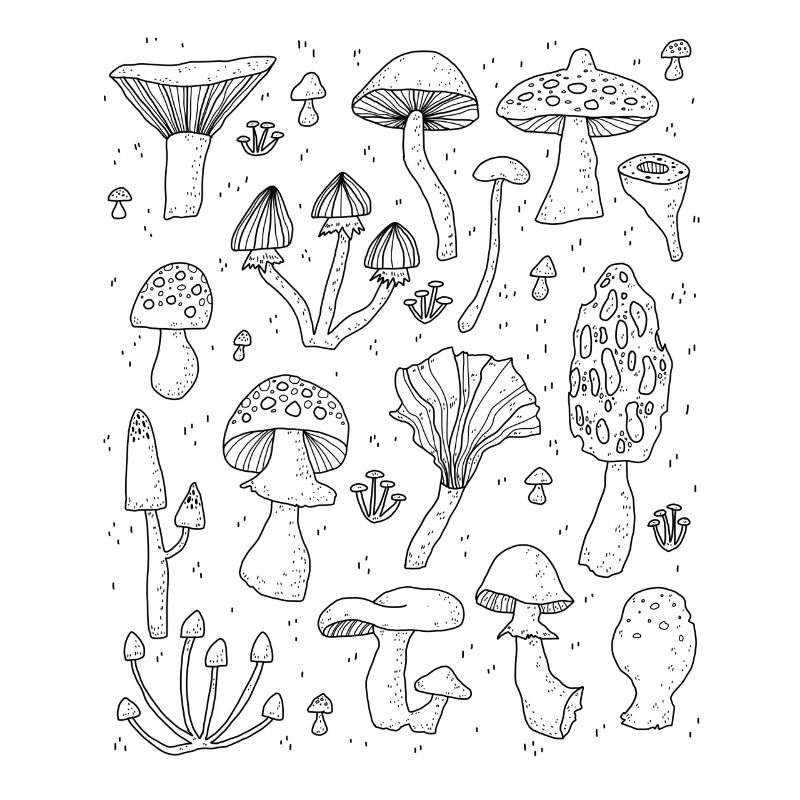 champignons