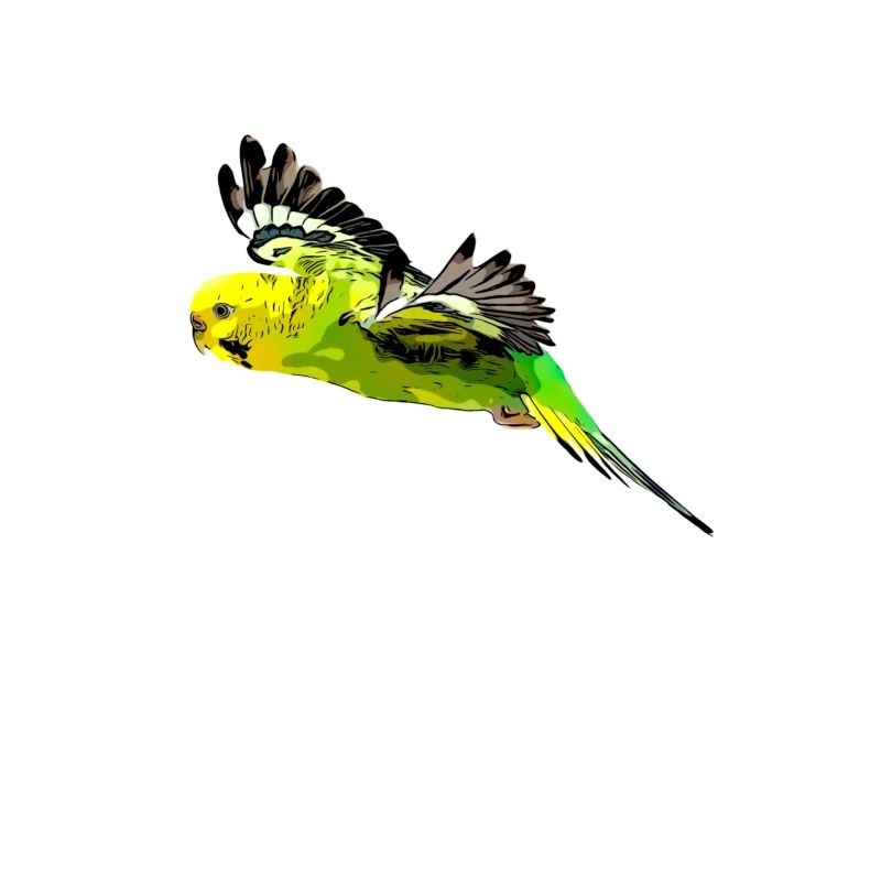 Budgerigar bird