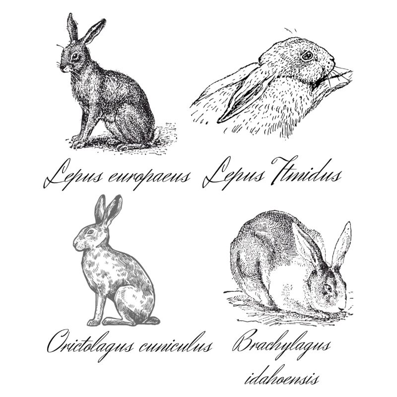Vintage hare hare hare rabbit