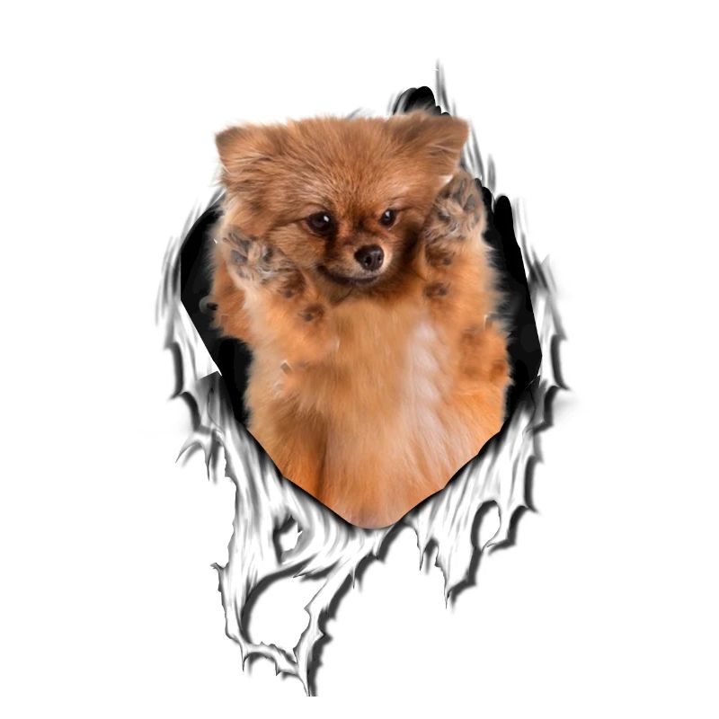 My Spitz is perfect