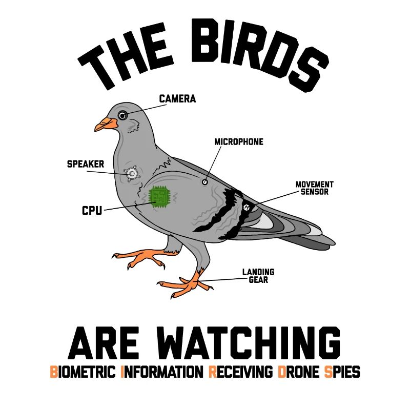 Les oiseaux regardent la conspiration des drones drôle