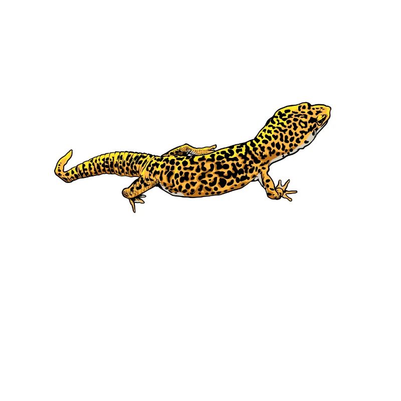 Drawing - Leopard Gecko