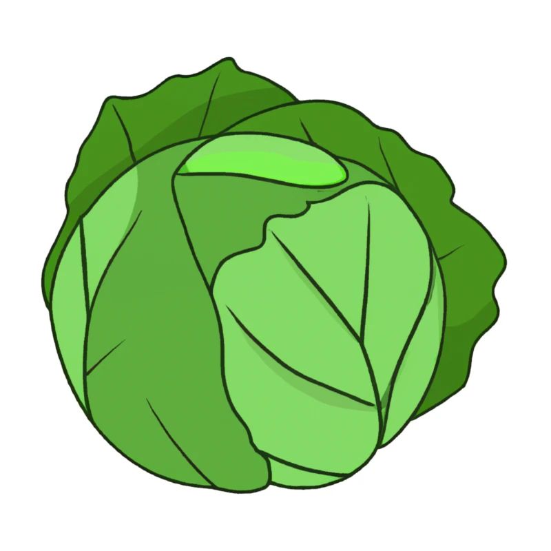 Cabbage