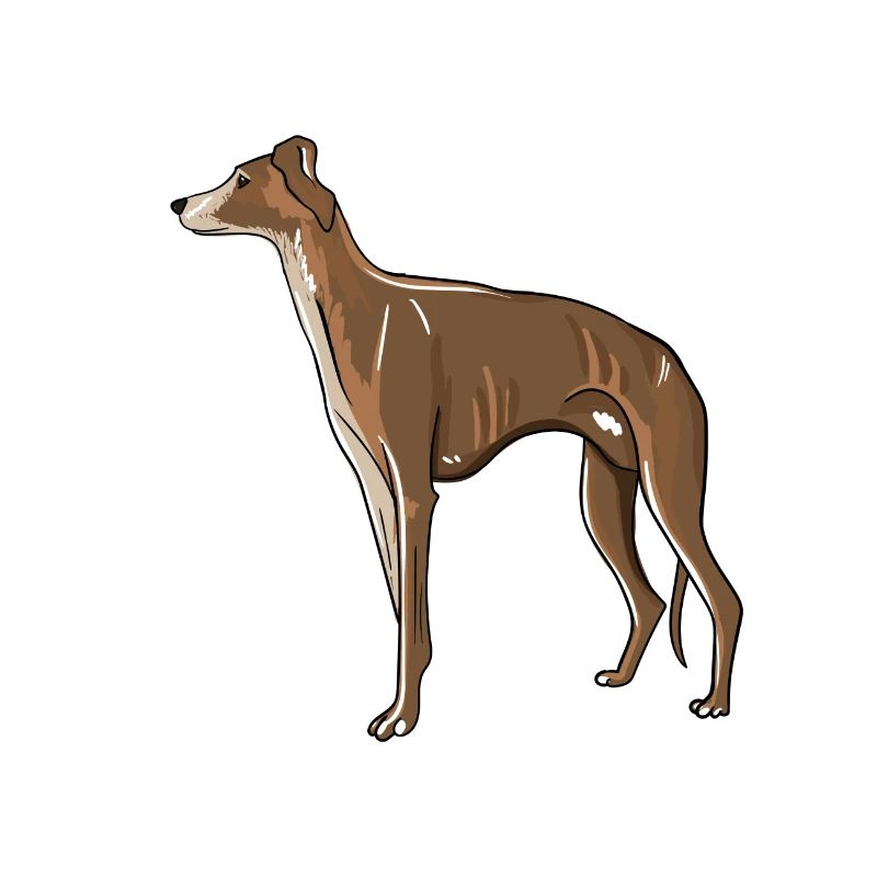 Greyhound Illustration