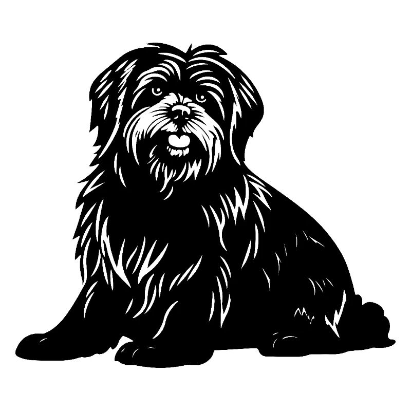 Havanese Dog