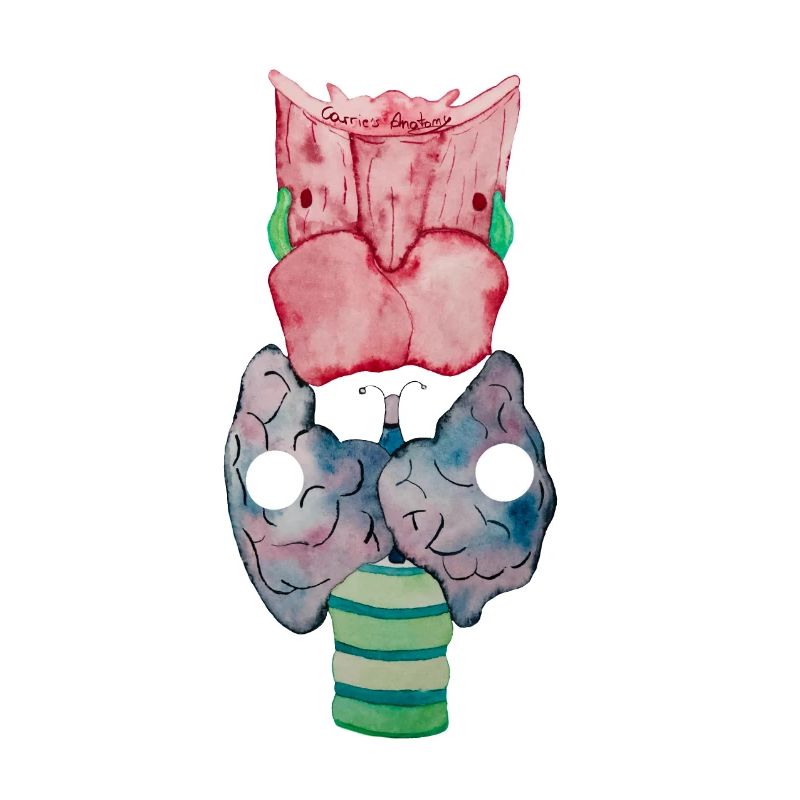 Thyroid Thyriod butterfly