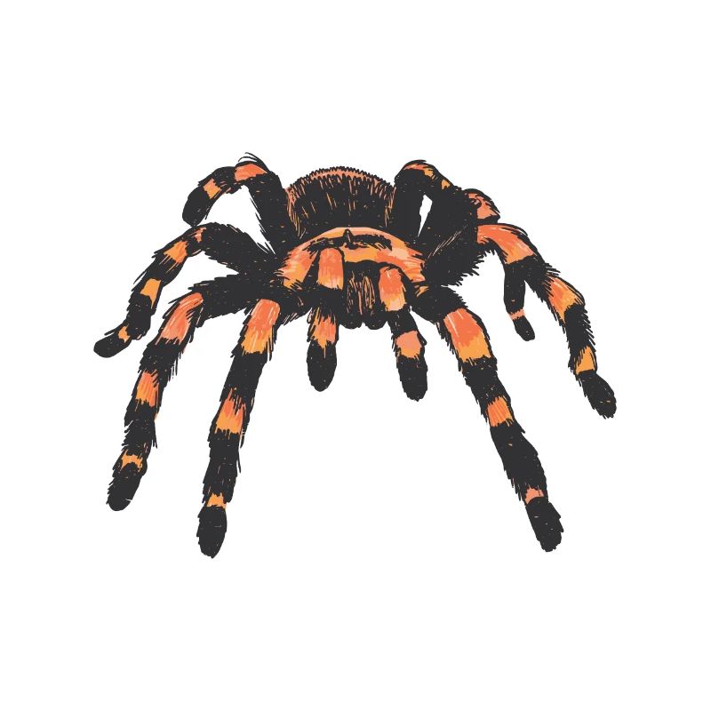 Tarantula spider spiders
