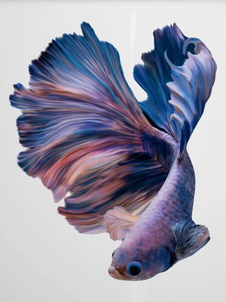 Betta Fish , aqarium hobby