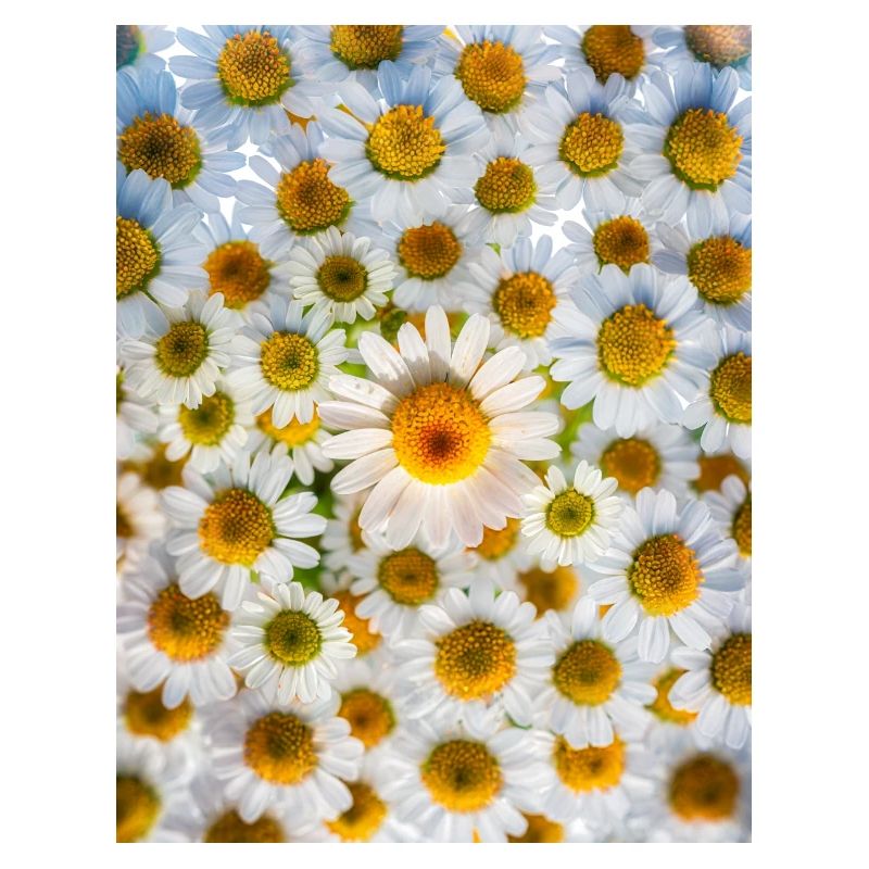 Daisy Power