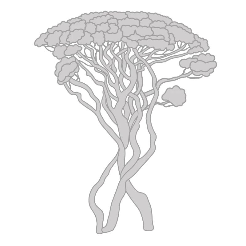 Tree, Capri Pine, Pine, Conifer, Gray