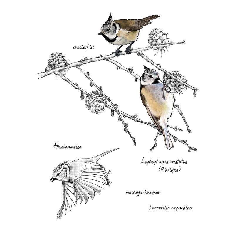 Crested tits