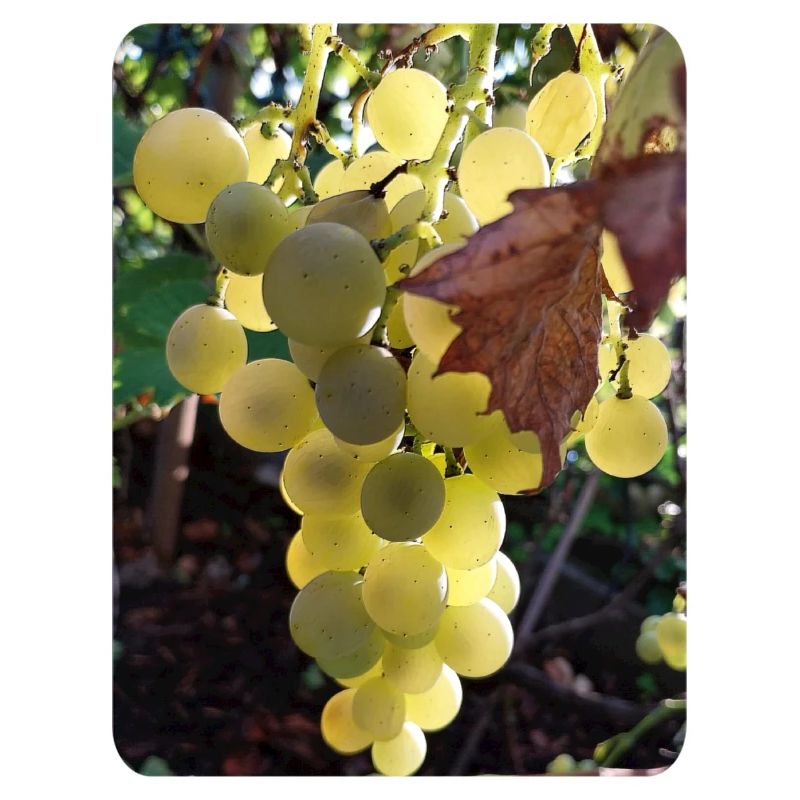 GRAPE