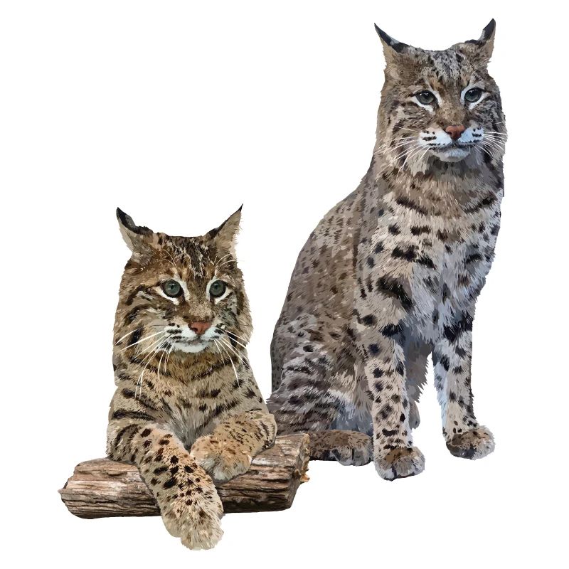 Lynx