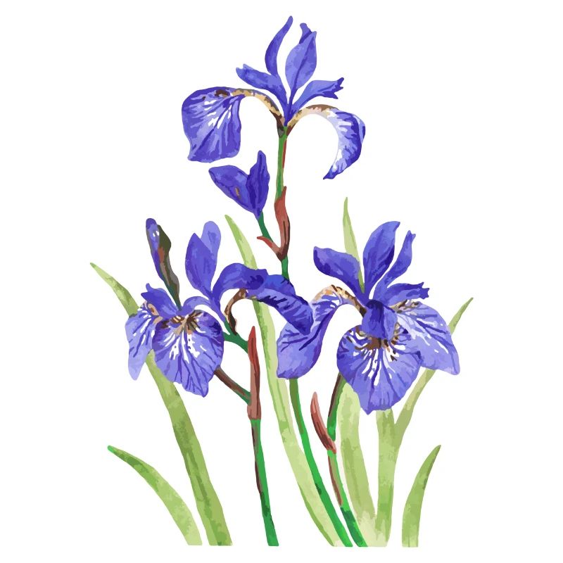 Irises