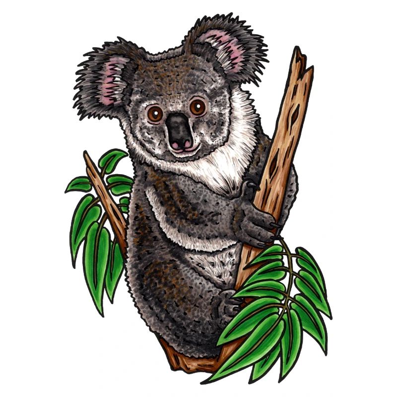 Koala