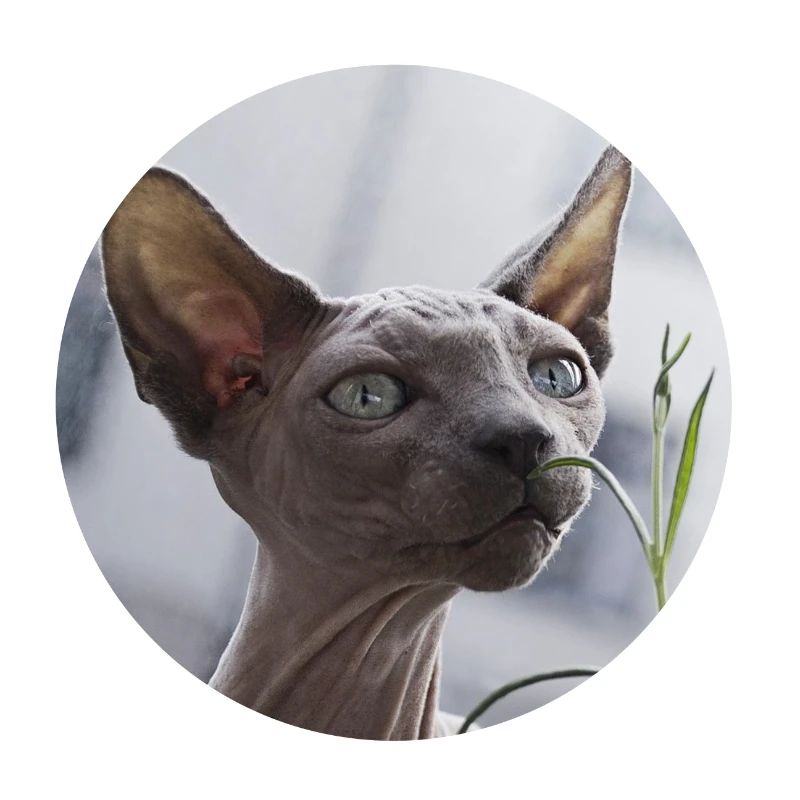 Chat nu chat sphynx