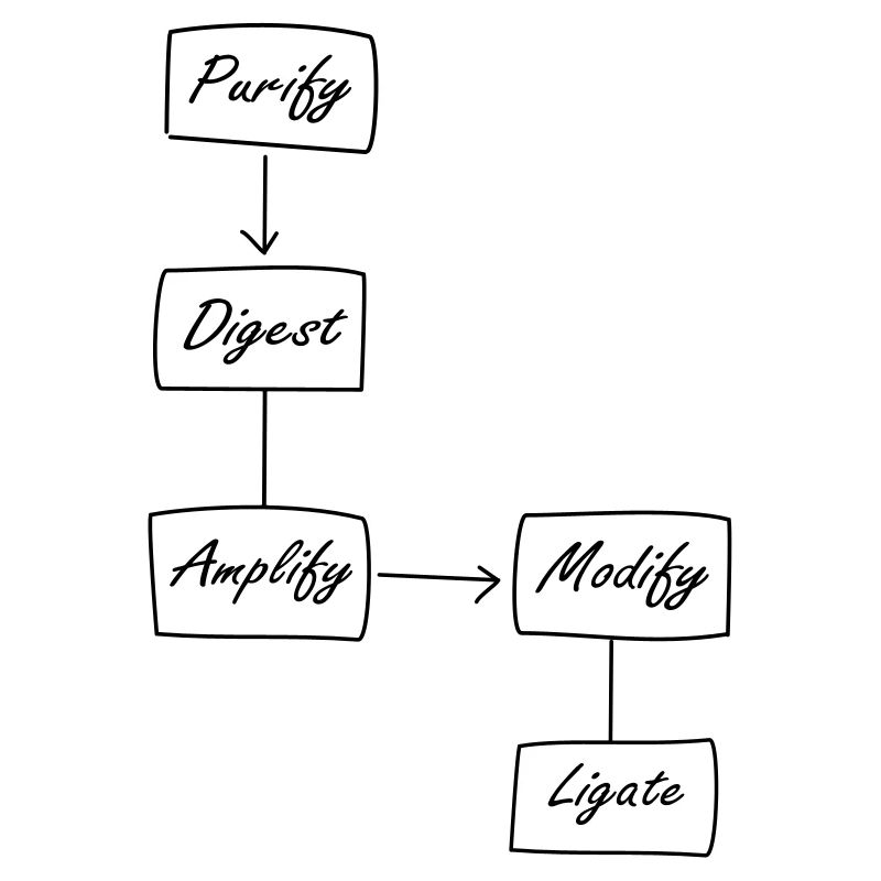 Molecular Biology Protocol