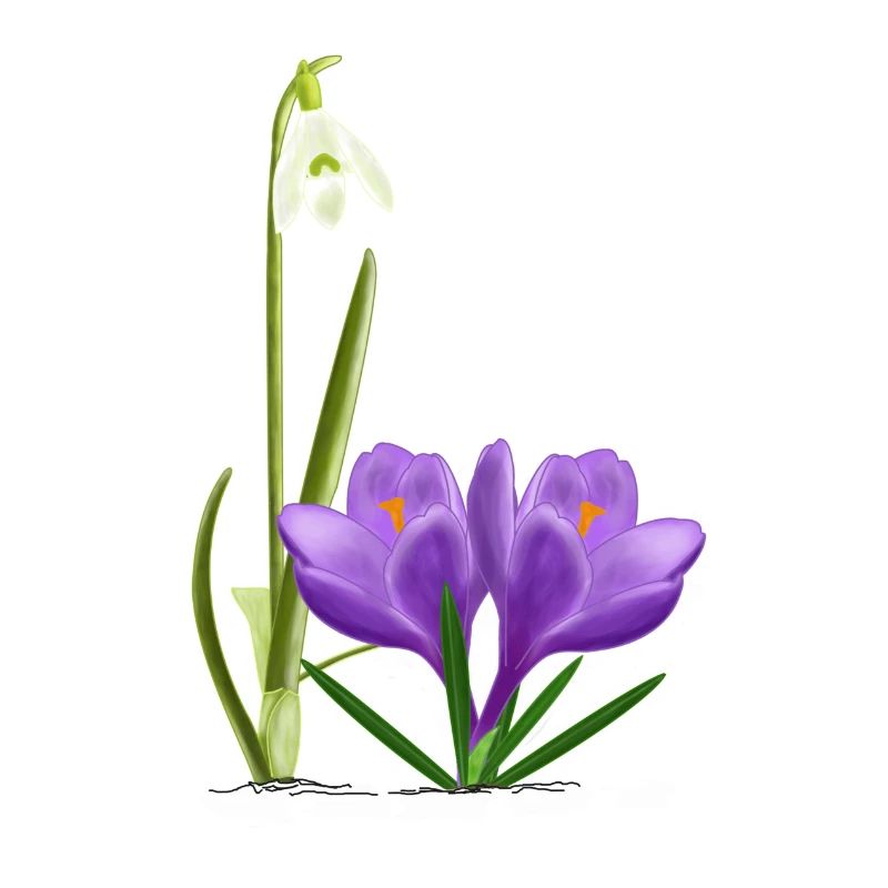 Perce-neige et crocus, printemps