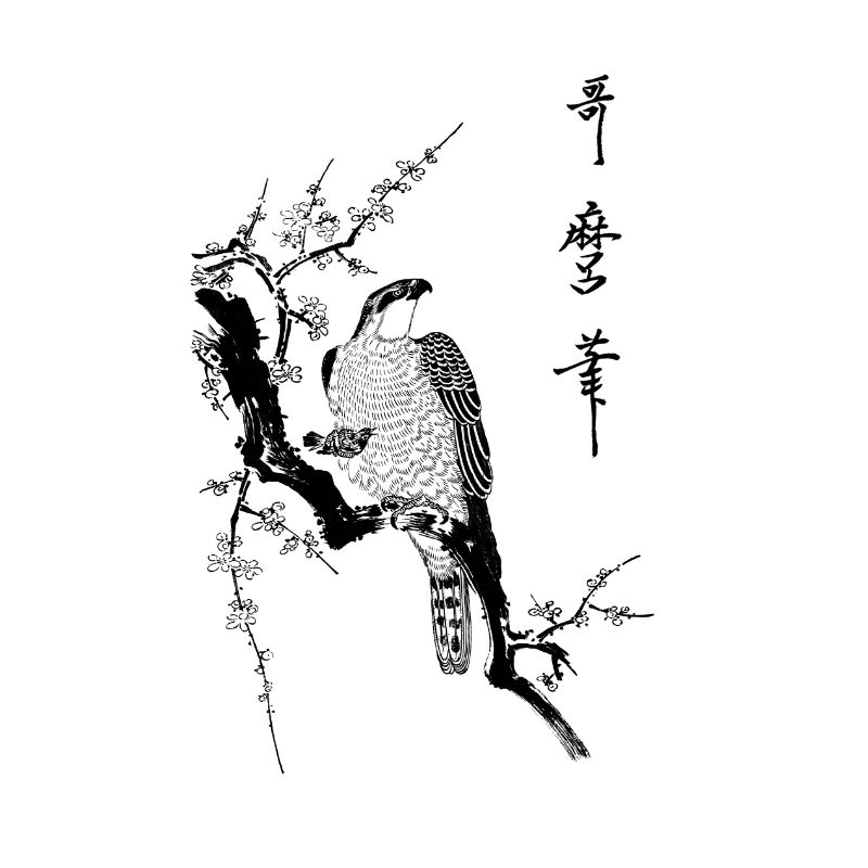 Hawk on a branch