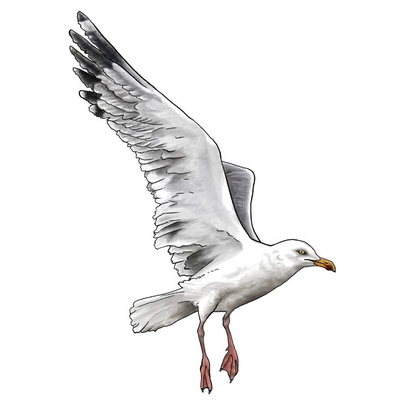 Herring gull in flight