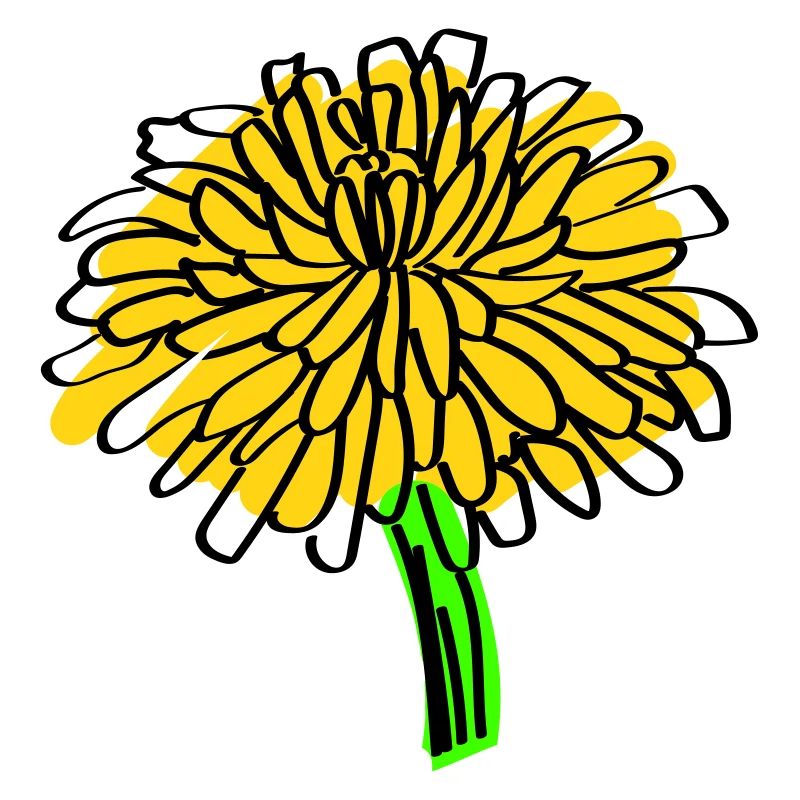 Dandelion