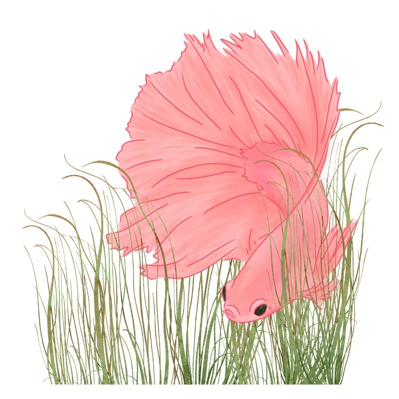Betta Splendense Halfmoon Left Deep Pink