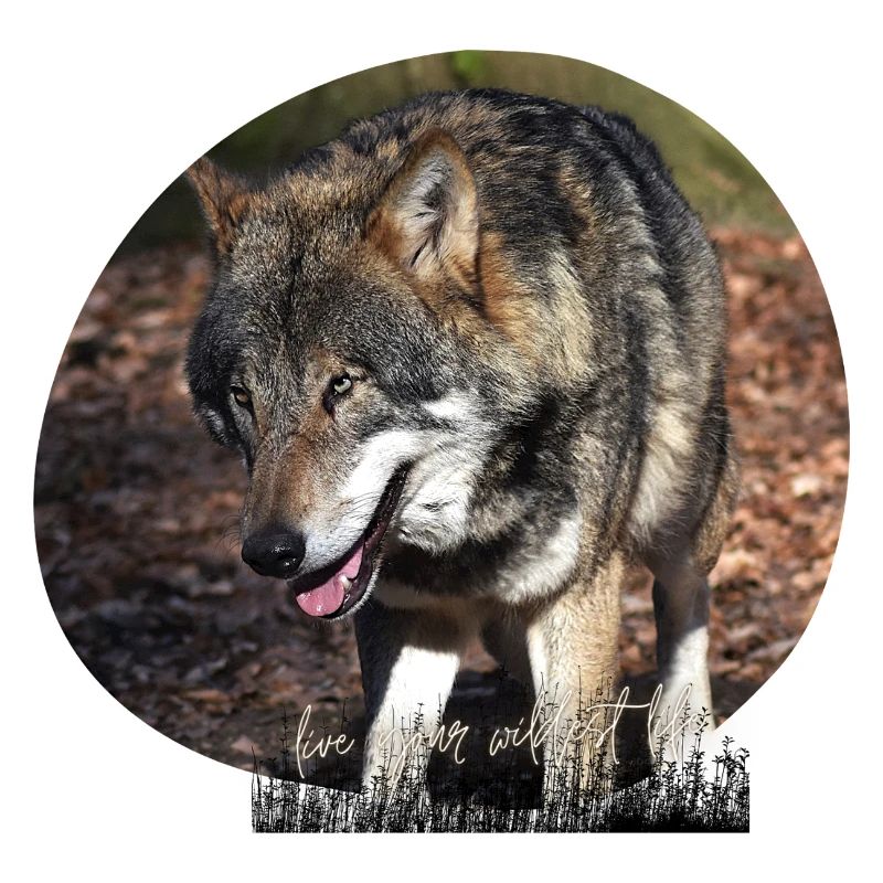Der Wolf