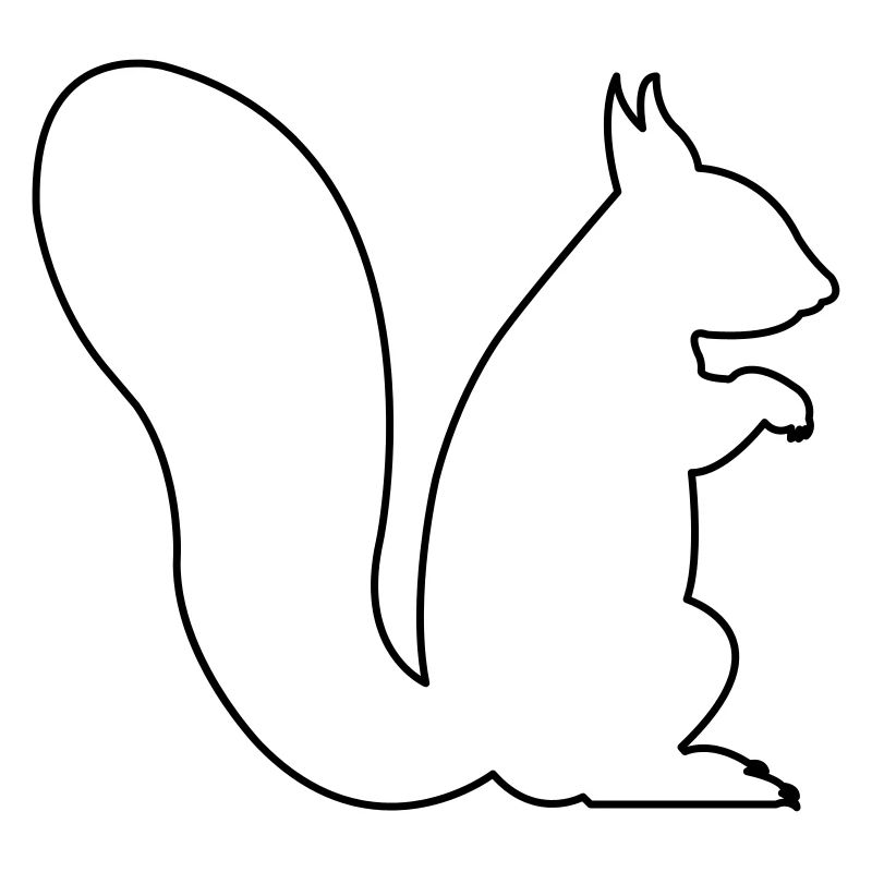 squirrel