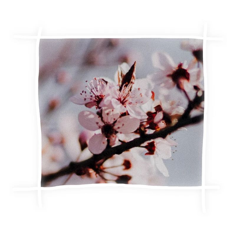 Cherry Blossoms & Cherry Tree