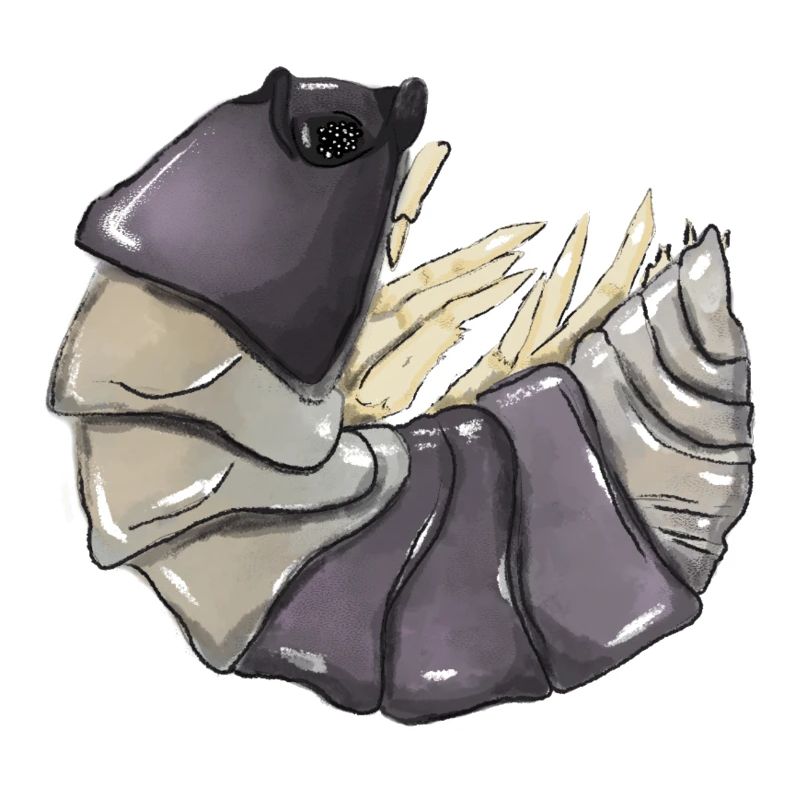 Cubaris spec. „Panda King“ Asseln , Isopod