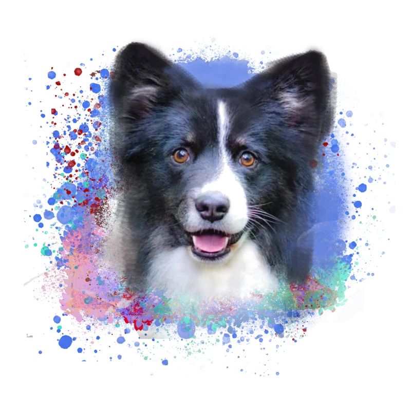 hund,spitz, malerei, graffiti, zwergspitz
