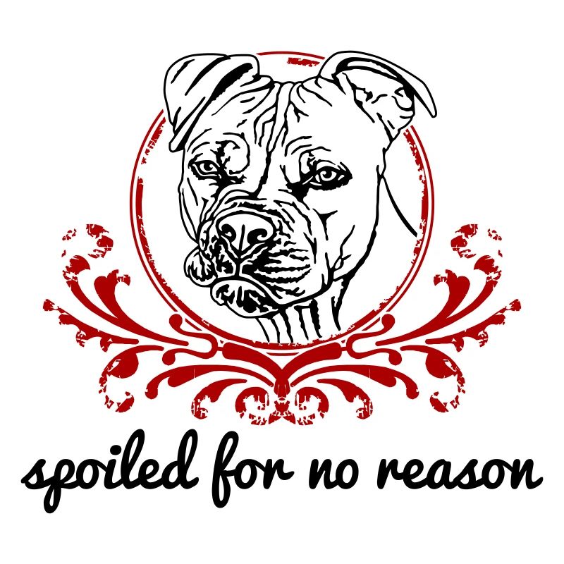 Gâté sans raison Pitbull