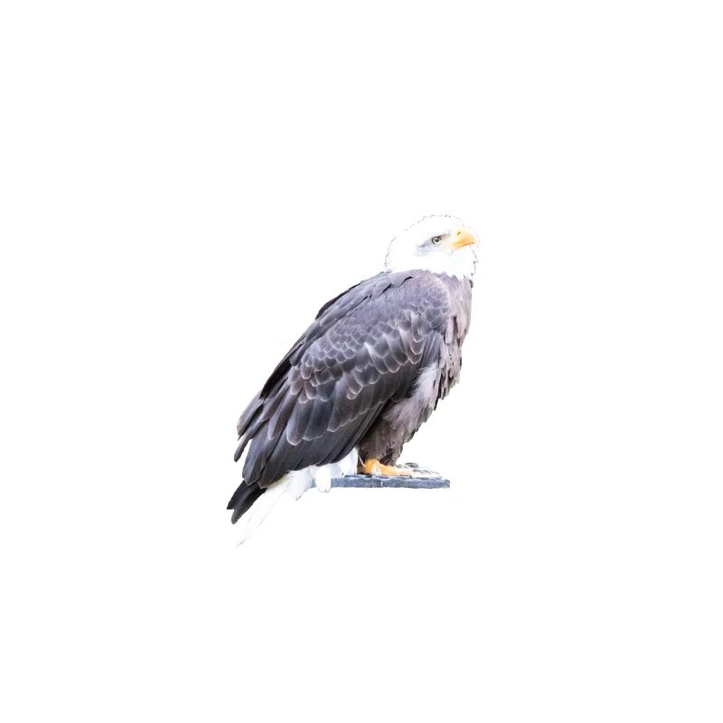 Eagle