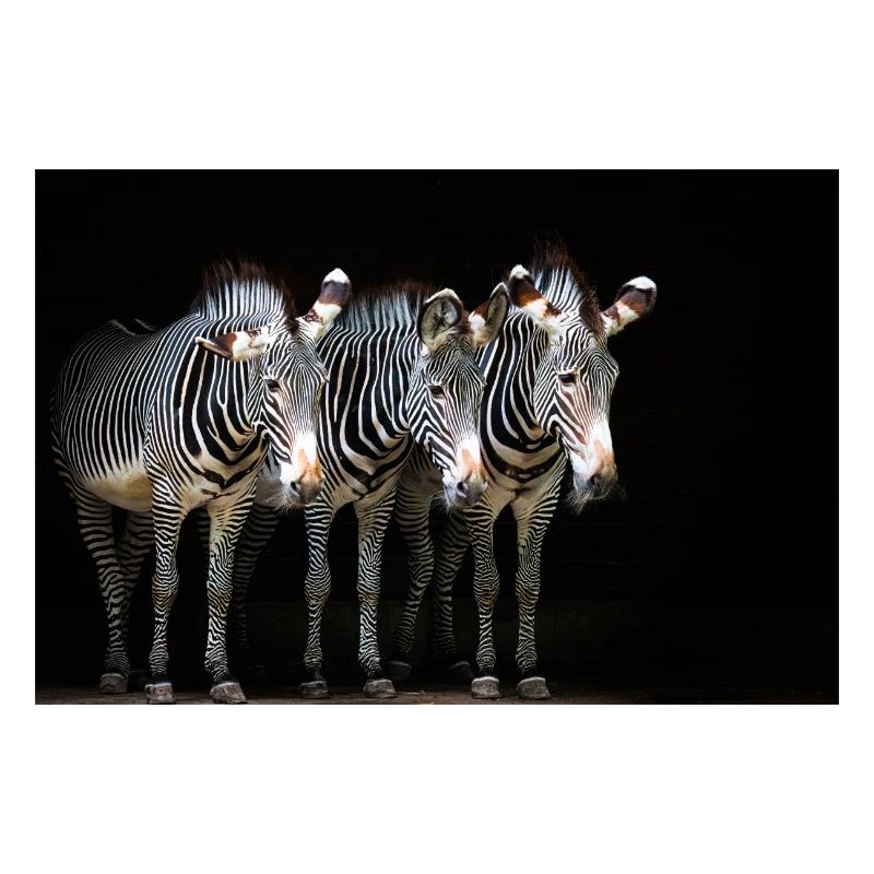 three zebras