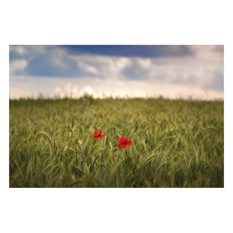 Mohnblumen