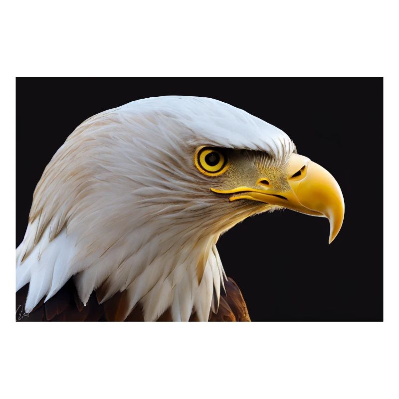 White-tailed Eagle Head Bald Eagle