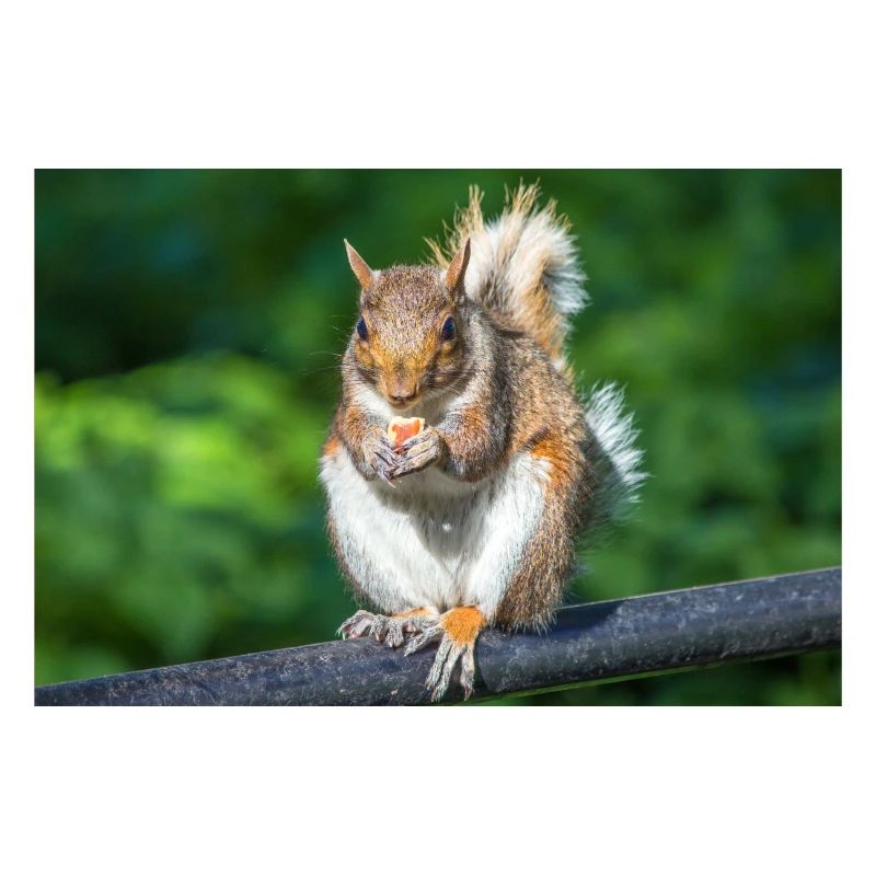Eating Grey squirrel Grauhörnchen Sciurus caroline